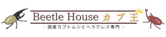 Beetle House カブ王